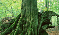 木酢液とは、殺菌力を持つ浸透性の優れた広葉樹の細胞液
