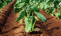 無公害の天然植物性炭素で土壌改良＆発根促進
